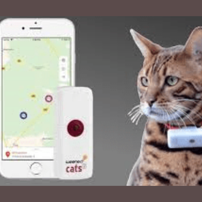 Weenect tracker GPS pour chat de compagnie - Eden Phone